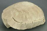 Oligocene Fossil Tortoise (Stylemys) - South Dakota #269871-5